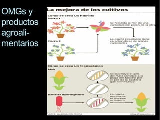 OMGs  y productos agroali-mentarios 