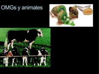 OMGs  y animales 