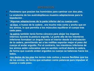 Trabajo homínidos/evolución cris y alba | PPT