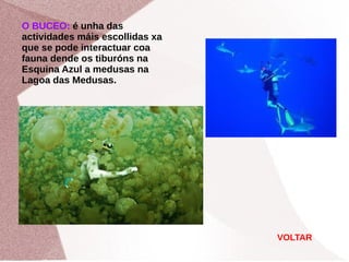 O BUCEO: é unha das
actividades máis escollidas xa
que se pode interactuar coa
fauna dende os tiburóns na
Esquina Azul a medusas na
Lagoa das Medusas.
VOLTAR
 
