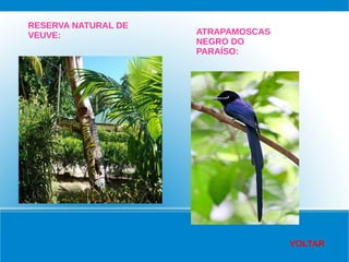 RESERVA NATURAL DE
VEUVE: ATRAPAMOSCAS
NEGRO DO
PARAÍSO:
VOLTAR
 