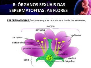 8. ÓRGANOS SEXUAIS DAS
ESPERMATOFITAS: AS FLORES
ESPERAMATOFITAS:Son plantas que se reproducen a través das sementes
 