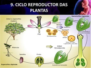 9. CICLO REPRODUCTOR DAS
PLANTAS
NOME DO TIPO 2
NOME DO SUBTIPO 1
 