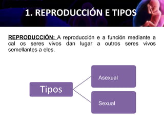 1. REPRODUCCIÓN E TIPOS
Asexual
Sexual
REPRODUCCIÓN: A reproducción e a función mediante a
cal os seres vivos dan lugar a ...