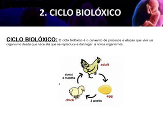 2. CICLO BIOLÓXICO
CICLO BIOLÓXICO: O ciclo biolóxico é o conxunto de procesos e etapas que vive un
organismo desde que nace ata que se reproduce e dan lugar a novos organismos.
 