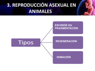 3. REPRODUCCIÓN ASEXUAL EN
ANIMALES
ESCISIÓN OU
FRAGMENTACIÓN
REXENERACIÓN
XEMACIÓN
 