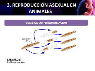 3. REPRODUCCIÓN ASEXUAL EN
ANIMALES
ESCISIÓN OU FRAGMENTACIÓN
EXEMPLOS:
Anélidos mariños
 