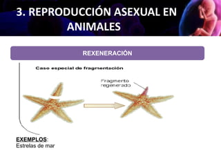 3. REPRODUCCIÓN ASEXUAL EN
ANIMALES
REXENERACIÓN
EXEMPLOS:
Estrelas de mar
 