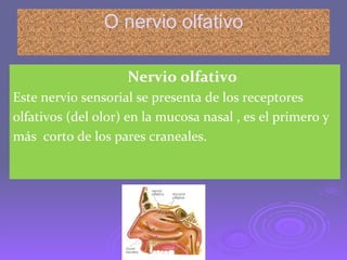 O nervio olfativo Nervio olfativo  Este nervio sensorial se presenta de los receptores olfativos (del olor) en la mucosa nasal , es el primero y más  corto de los pares craneales. 