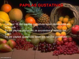 Las casi 10.000 papilas gustativas están distribuidas en la lengua.  En las papilas gustativas se encuentra el sentido del gusto   De las papilas gustativas salen los nervios gustativos PAPILAS GUSTATIVAS Las casi 10.000 papilas gustativas están distribuidas en la lengua.  En las papilas gustativas se encuentra el sentido del gusto  De las papilas gustativas salen los nervios gustativos 