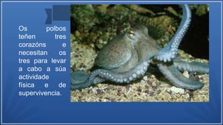 Os polbos
teñen tres
corazóns e
necesitan os
tres para levar
a cabo a súa
actividade
física e de
supervivencia.
 