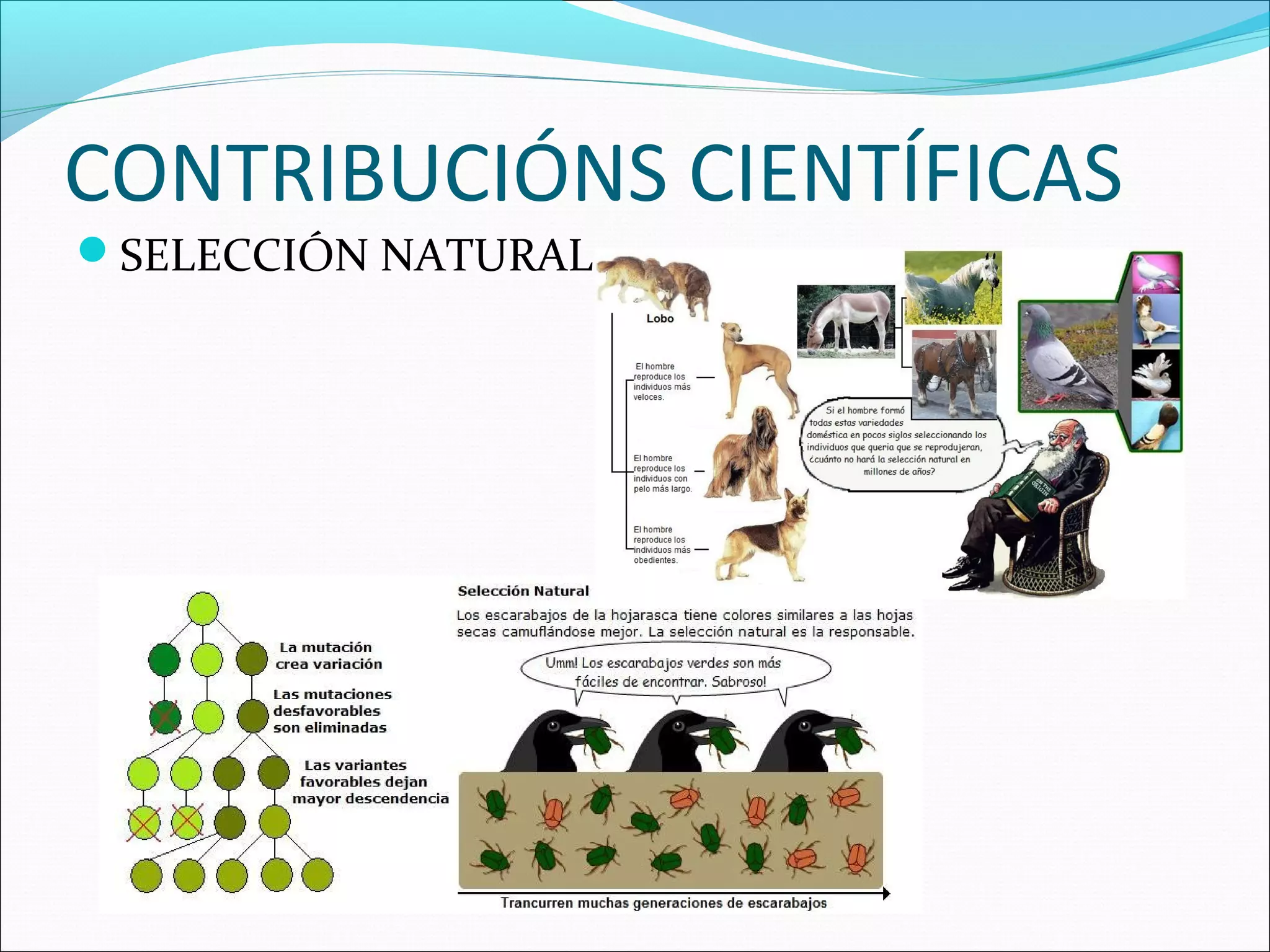 CONTRIBUCIÓNS CIENTÍFICAS
SELECCIÓN NATURAL
 