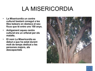 LA MISERICORDIA La Misericordia un centre cultural bastant conegut a les Illes balears on destaca el seu ficus que té entre uns 150 anys. Antigament aques centre cultural era un orfanat per els malalts. El nom La Misericordia es debut a que ha estat durant molt de temps dedicat a les persones majors, als descapacitats 