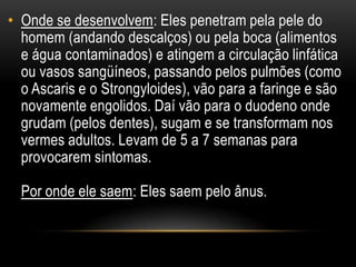 • Onde se desenvolvem: Eles penetram pela pele do
  homem (andando descalços) ou pela boca (alimentos
  e água contaminados) e atingem a circulação linfática
  ou vasos sangüíneos, passando pelos pulmões (como
  o Ascaris e o Strongyloides), vão para a faringe e são
  novamente engolidos. Daí vão para o duodeno onde
  grudam (pelos dentes), sugam e se transformam nos
  vermes adultos. Levam de 5 a 7 semanas para
  provocarem sintomas.

  Por onde ele saem: Eles saem pelo ânus.
 