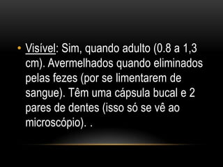 • Visível: Sim, quando adulto (0.8 a 1,3
  cm). Avermelhados quando eliminados
  pelas fezes (por se limentarem de
  sangue). Têm uma cápsula bucal e 2
  pares de dentes (isso só se vê ao
  microscópio). .
 