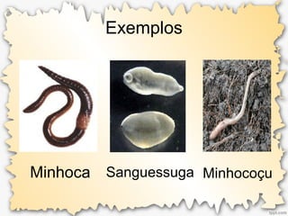 Exemplos
Minhoca Sanguessuga Minhocoçu
 