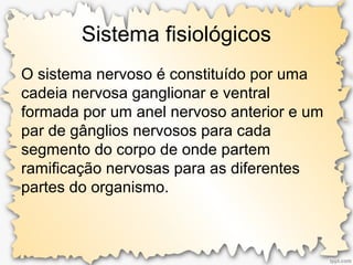 Sistema fisiológicos
O sistema nervoso é constituído por uma
cadeia nervosa ganglionar e ventral
formada por um anel nervoso anterior e um
par de gânglios nervosos para cada
segmento do corpo de onde partem
ramificação nervosas para as diferentes
partes do organismo.
 