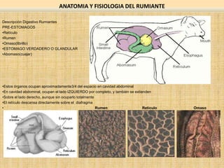 Descripción Digestivo Rumiantes
PRE-ESTOMAGOS
•Retículo
•Rumen
•Omaso(librillo)
•ESTOMAGO VERDADERO O GLANDULAR
•Abomaso(cuajar)
•Estos órganos ocupan aproximadamente3/4 del espacio en cavidad abdominal
•En cavidad abdominal, ocupan el lado IZQUIERDO por completo, y también se extienden
•Sobre el lado derecho, aunque sin ocuparlo totalmente
•El retículo descansa directamente sobre el diafragma
• Rumen Retículo Omaso
ANATOMIA Y FISIOLOGIA DEL RUMIANTE
 