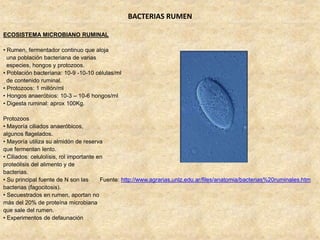ECOSISTEMA MICROBIANO RUMINAL
• Rumen, fermentador continuo que aloja
una población bacteriana de varias
especies, hongos y protozoos.
• Población bacteriana: 10-9 -10-10 células/ml
de contenido ruminal.
• Protozoos: 1 millón/ml
• Hongos anaeróbios: 10-3 – 10-6 hongos/ml
• Digesta ruminal: aprox 100Kg.
Protozoos
• Mayoría ciliados anaeróbicos,
algunos flagelados.
• Mayoría utiliza su almidón de reserva
que fermentan lento.
• Ciliados: celulolísis, rol importante en
proteólisis del alimento y de
bacterias.
• Su principal fuente de N son las Fuente: http://www.agrarias.unlz.edu.ar/files/anatomia/bacterias%20ruminales.htm
bacterias (fagocitosis).
• Secuestrados en rumen, aportan no
más del 20% de proteína microbiana
que sale del rumen.
• Experimentos de defaunación
BACTERIAS RUMEN
 