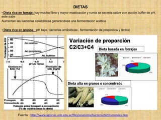 DIETAS
• Dieta rica en forraje: hay mucha fibra y mayor masticación y rumia se secreta saliva con acción buffer de pH,
este sube
Aumentan las bacterias celuloliticas generándose una fermentación acética
• Dieta rica en granos: pH bajo, bacterias amiloliticas , fermentación da propionico y láctico
Fuente : http://www.agrarias.unlz.edu.ar/files/anatomia/bacterias%20ruminales.htm
 