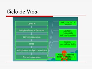 Ciclo de Vida: 
