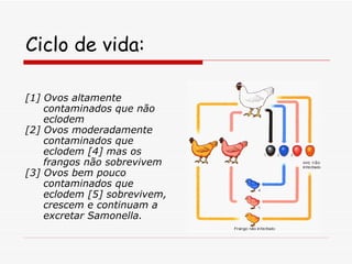 Ciclo de vida: [1] Ovos altamente contaminados que não eclodem [2] Ovos moderadamente contaminados que eclodem [4] mas os frangos não sobrevivem [3] Ovos bem pouco contaminados que eclodem [5] sobrevivem, crescem e continuam a excretar Samonella.  