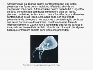 A transmissão da doença ocorre por transferência dos cistos presentes nas fezes de um indivíduo infectado, através do mecanismo mão-boca. A transmissão ocorre quando há a ingestão de água contaminada com fezes contendo o cisto de: lagos, piscinas, banheiras, fontes; e com menor freqüência, por alimentos contaminados pelas fezes. Esta água pode ser não filtrada proveniente de córregos e rios expostos a contaminação por fezes dos seres humanos e dos animais, constituindo uma fonte de infecção comum. A  Giárdia  não é transmitida através do sangue e esta pode ser transmitida também através da colocação de algo na boca que entrou em contato com fezes contaminadas.  Fonte: http://www.nih.go.jp/niid/para/atlas/images/giardia-trph.jpg 