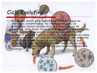 Ciclo Evolutivo: A infecção ocorre pela ingestão de cistos em água ou alimentos contaminados. No intestino delgado, os trofozoítos sofrem divisão binária e chegam à luz do intestino, onde ficam livres ou aderidos à mucosa intestinal, por mecanismo de sucção. A formação do cisto ocorre quando o parasita transita o cólon, e neste estágio os cistos são encontrados nas fezes (forma infectante). No ambiente podem sobreviver meses na água fria, através de sua espessa camada. Os cistos presentes nas fezes dos seres humanos são mais infectantes do que os provenientes dos animais.  