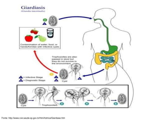 Fonte: http://www.cve.saude.sp.gov.br/htm/hidrica/Giardiase.htm 