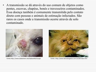 A transmissão se dá através do uso comum de objetos como pentes, escovas, chapéus, bonés e travesseiros contaminados. Essa doença também é comumente transmitida pelo contato direto com pessoas e animais de estimação infectados. São raros os casos onde a transmissão ocorre através de solo contaminado. Fonte:http://www.slideshare.net/SaltarelliS/funghi Fonte: http://www.becodosgatos.com.br/dermato.htm 