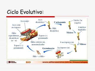 Ciclo Evolutivo: 