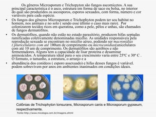 Os gêneros Microsporum e Trichopyton são fungos ascomicetos. A sua principal característica é o asco, estrutura em forma de saco ou bolsa, no interior do qual são produzidos os ascosporos, esporos sexuados, com forma, número e cor variáveis para cada espécie.  Os fungos dos gêneros Microsporum e Trichophyton podem ter seu habitat no homem, nos animais e no solo ( sendo esse último o caso mais raro).  Por colonizarem tecidos ricos em queratina, como a pele, pêlos e unhas, são chamados de fungos dermatófitos. Os dermatófitos, quando não estão no estado parasitório, produzem hifas septadas ramificadas coletivamente denominadas micélio. As unidades responsáveis pela reprodução sexuada se encontram no micélio aéreo, podendo ser  macronidias ( pluricelulares com até  100um de comprimento ou  microconidias (unicelulares com até 10 um de comprimento. Os dermatófitos são aeróbios e não fermentadores. Alguns tem a capacidade de lisar proteína e desaminar aminoácidos. A temperatura ideal para o seu crescimento varia entre 25ºC e 30º C . O formato, o tamanho, a estrutura, o arranjo e a abundância dos conídeos ( esporo assexuado) e hifas desses fungos é variável. podem sobrevivem por anos em ambientes inanimados em condições ideais. Colônias de Trichophyton tonsurans, Microsporum canis e Microsporum gypseum, respectivamente.   Fonte:http://www.micologia.com.br/imagens.shtml 