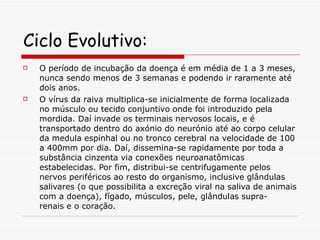 Ciclo Evolutivo: O período de incubação da doença é em média de 1 a 3 meses, nunca sendo menos de 3 semanas e podendo ir raramente até dois anos. O vírus da raiva multiplica-se inicialmente de forma localizada no músculo ou tecido conjuntivo onde foi introduzido pela mordida. Daí invade os terminais nervosos locais, e é transportado dentro do axónio do neurónio até ao corpo celular da medula espinhal ou no tronco cerebral na velocidade de 100 a 400mm por dia. Daí, dissemina-se rapidamente por toda a substância cinzenta via conexões neuroanatômicas estabelecidas. Por fim, distribui-se centrifugamente pelos nervos periféricos ao resto do organismo, inclusive glândulas salivares (o que possibilita a excreção viral na saliva de animais com a doença), fígado, músculos, pele, glândulas supra-renais e o coração.  