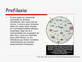 Profilaxia: A raiva pode ser prevenida vacinando os animais domésticos com outro tipo de vacina. A vacina para humanos pode em casos raros resultar em meningoencefalite alérgica moderada, logo ela só é recomendada em ocupações de alto risco, como por exemplo para veterinários, ou em indivíduos que foram mordidos recentemente por animais possivelmente infectados. Fonte: http://www.oarquivo.com.br/portal/images/stories/geral/raiva1.jpg 