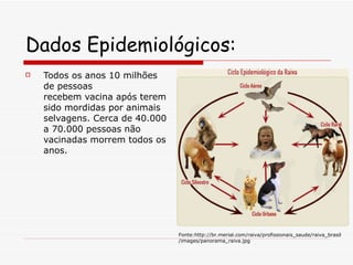 Dados Epidemiológicos: Todos os anos 10 milhões de pessoas recebem vacina após terem sido mordidas por animais selvagens. Cerca de 40.000 a 70.000 pessoas não vacinadas morrem todos os anos.  Fonte:http://br.merial.com/raiva/profissionais_saude/raiva_brasil/images/panorama_raiva.jpg 