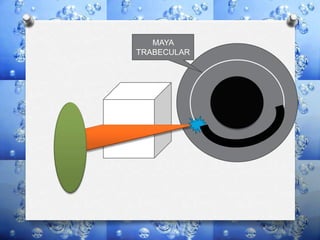 MAYA
TRABECULAR
 