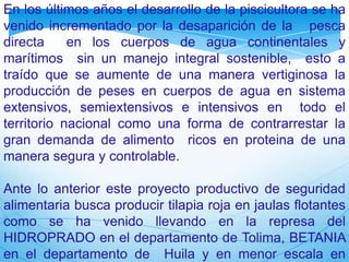 En los últimos años el desarrollo de la piscicultora se ha
venido incrementado por la desaparición de la pesca
directa
en los cuerpos de agua continentales y
marítimos sin un manejo integral sostenible, esto a
traído que se aumente de una manera vertiginosa la
producción de peses en cuerpos de agua en sistema
extensivos, semiextensivos e intensivos en todo el
territorio nacional como una forma de contrarrestar la
gran demanda de alimento ricos en proteina de una
manera segura y controlable.
Ante lo anterior este proyecto productivo de seguridad
alimentaria busca producir tilapia roja en jaulas flotantes
como se ha venido llevando en la represa del
HIDROPRADO en el departamento de Tolima, BETANIA
en el departamento de Huila y en menor escala en

 