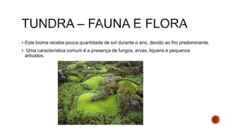  Este bioma recebe pouca quantidade de sol durante o ano, devido ao frio predominante.
 Uma característica comum é a presença de fungos, ervas, liquens e pequenos
arbustos.
 