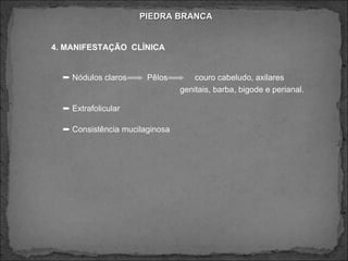PIEDRA BRANCA 4. MANIFESTAÇÃO  CLÍNICA    Nódulos claros  Pêlos  couro cabeludo, axilares  genitais, barba, bigode e perianal.     Extrafolicular     Consistência mucilaginosa  