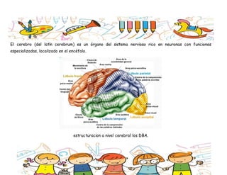 El cerebro (del latín cerebrum) es un órgano del sistema nervioso rico en neuronas con funciones
especializadas, localizado en el encéfalo.
estructuracion a nivel cerebral los DBA.
 