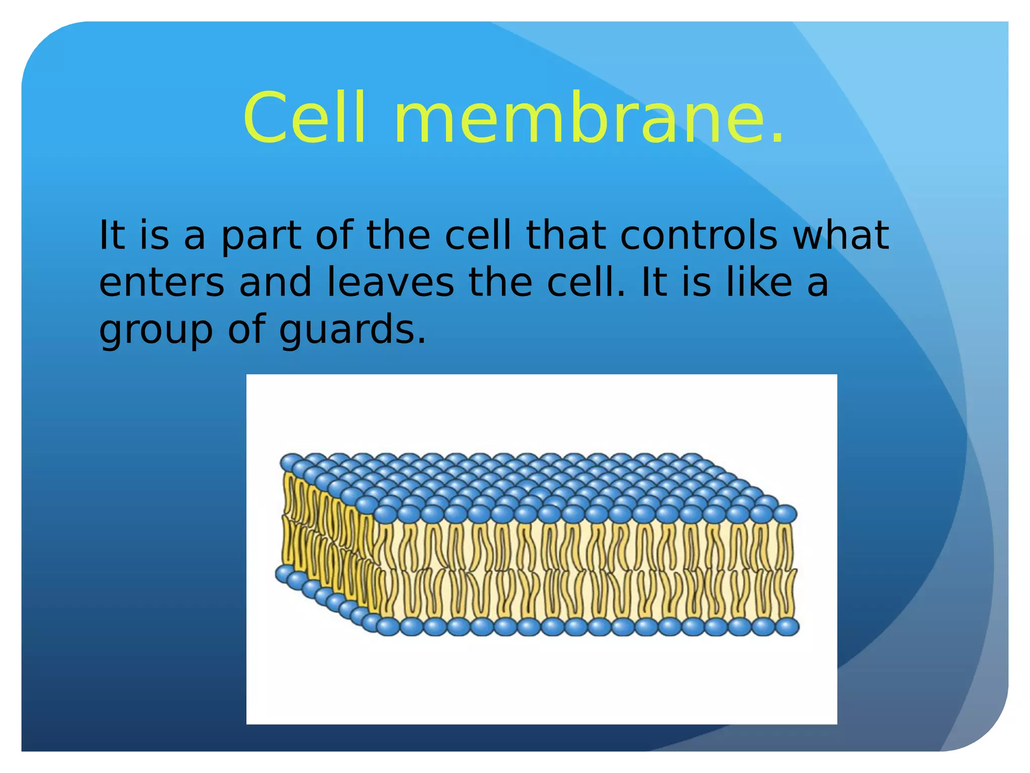 Cell membrane.
It is a part of the cell that controls what
enters and leaves the cell. It is like a
group of guards.
 