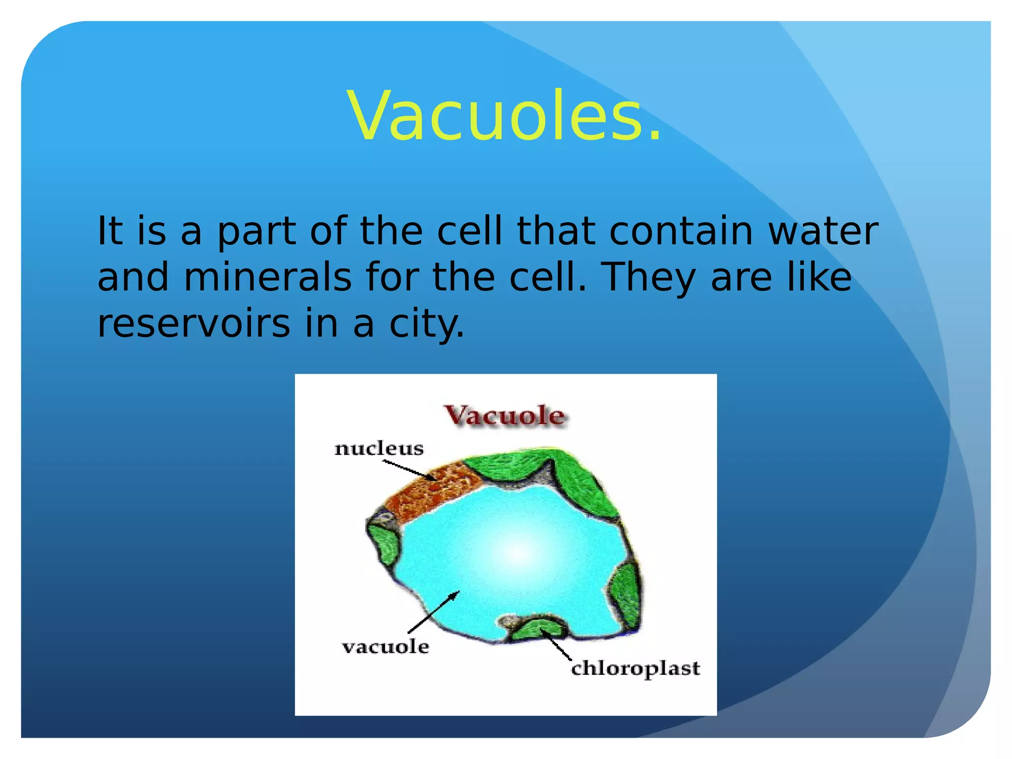 Vacuoles.
It is a part of the cell that contain water
and minerals for the cell. They are like
reservoirs in a city.
 
