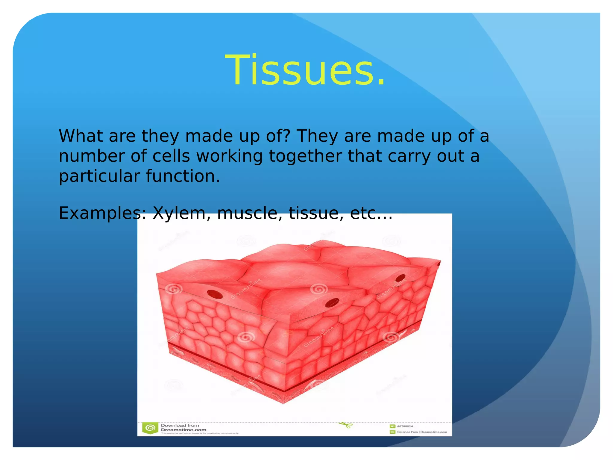 Tissues.
What are they made up of? They are made up of a
number of cells working together that carry out a
particular function.
Examples: Xylem, muscle, tissue, etc…
 