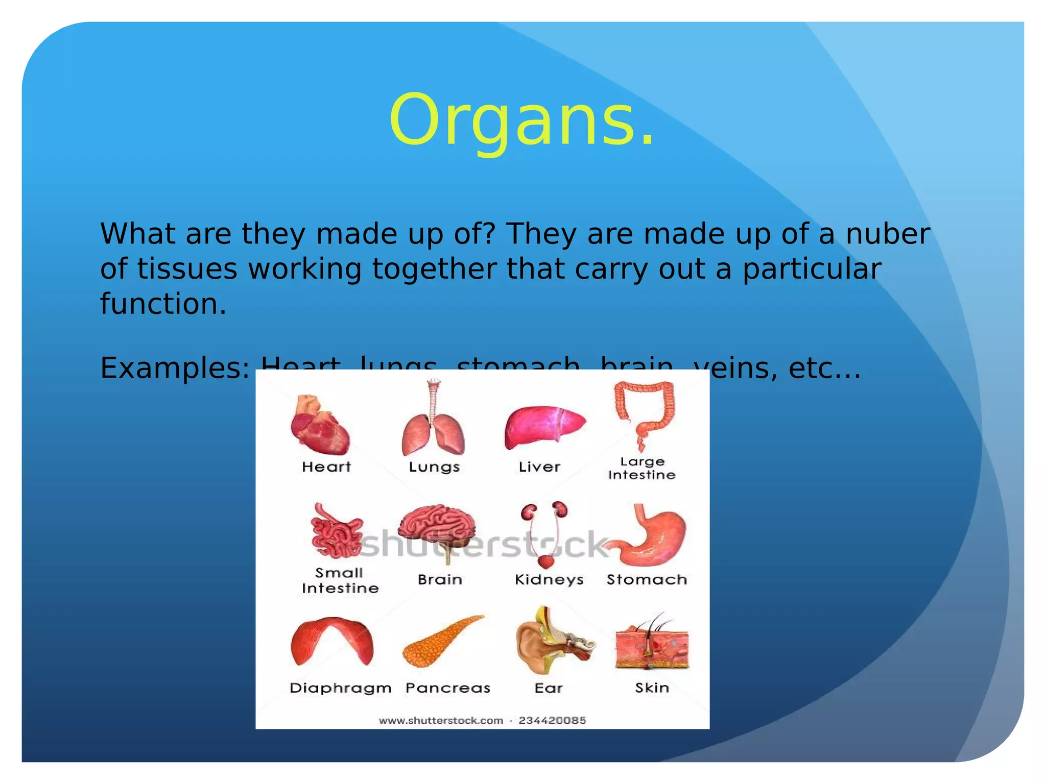 Organs.
What are they made up of? They are made up of a nuber
of tissues working together that carry out a particular
function.
Examples: Heart, lungs, stomach, brain, veins, etc…
 