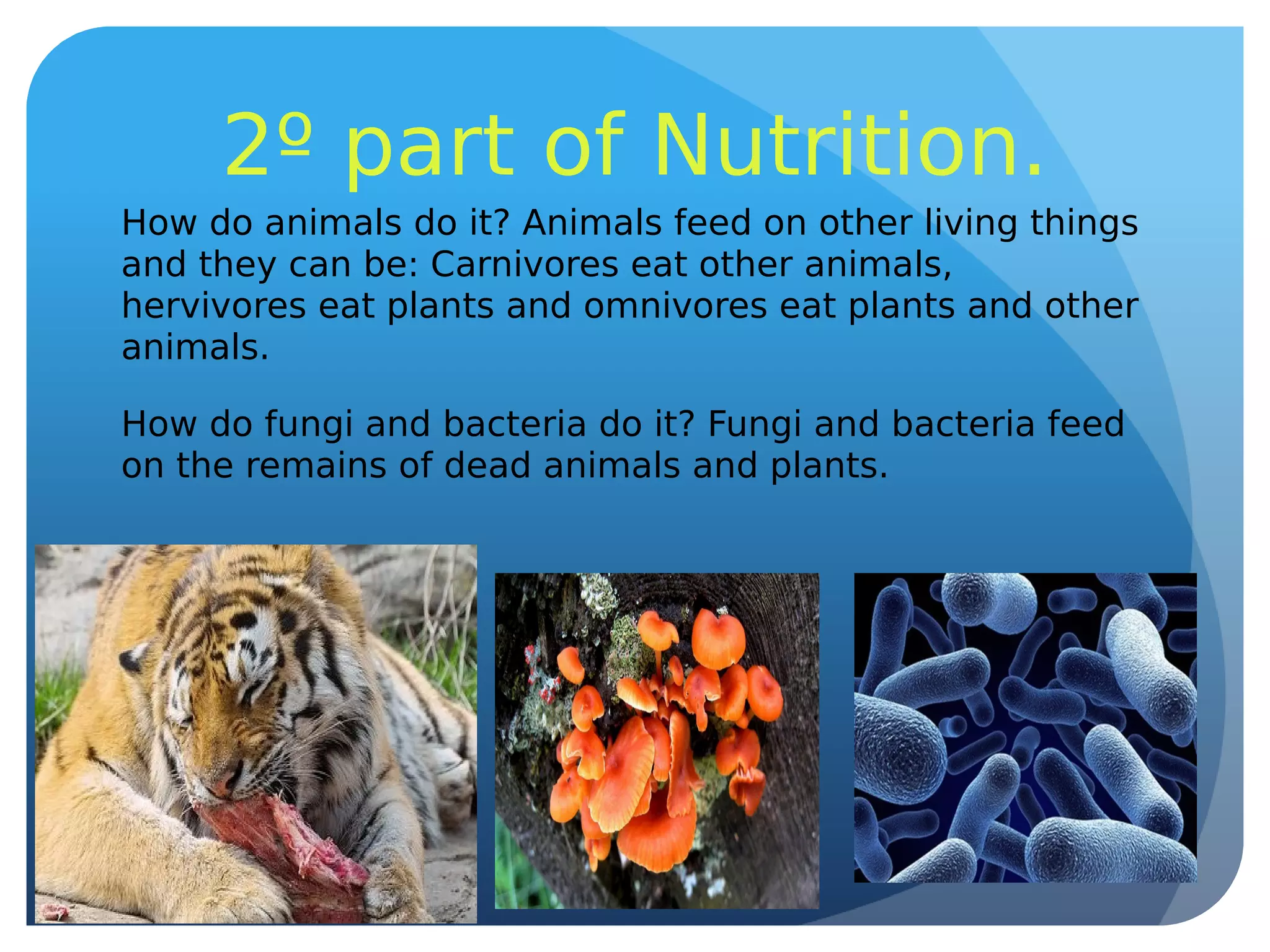 2º part of Nutrition.
How do animals do it? Animals feed on other living things
and they can be: Carnivores eat other animals,
hervivores eat plants and omnivores eat plants and other
animals.
How do fungi and bacteria do it? Fungi and bacteria feed
on the remains of dead animals and plants.
 