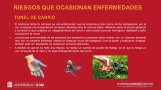 • El síndrome del túnel carpiano es una enfermedad, que se presenta en las manos de los trabajadores, por el
uso constante y la manipulación de tijeras utilizadas para el corte de tallos. Afecta la mano al estarla abriendo
y cerrando lo que ocasiona un desgastamiento del nervio y esto puede provocar hormigueo, debilidad y daño
muscular en la mano.
• La empresa toma medidas de las personas que empiezan a presentar estos dolores, con un chequeo semanal
(aún así no presente síntomas, realiza un chequeo anual del trabajador) con el doctor y realizando terapias,
también dota con elementos de protección personal adecuado.
• A medida de que no se note una mejoría, se realiza un cambio de puesto de trabajo, en el que no tenga un
uso constante de la mano y no siga el desgastamiento del nervio.
RIESGOS QUE OCASIONAN ENFERMEDADES
TUNEL DE CARPIO
 