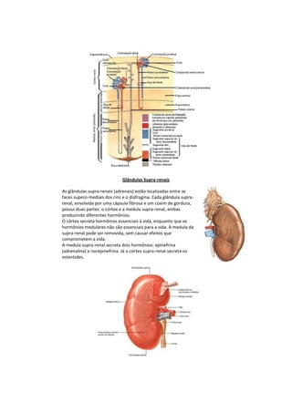 Trablho de anatomia | DOCX