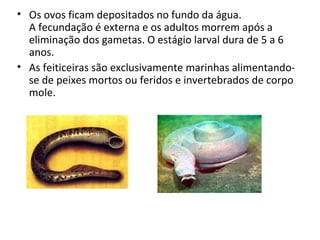• Os ovos ficam depositados no fundo da água.
  A fecundação é externa e os adultos morrem após a
  eliminação dos gametas. O estágio larval dura de 5 a 6
  anos.
• As feiticeiras são exclusivamente marinhas alimentando-
  se de peixes mortos ou feridos e invertebrados de corpo
  mole.
 