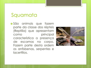 Squamata
 São animais que fazem
parte da classe dos répteis
(Reptilia) que apresentam
como principal
característica a presença
de escamas no corpo.
Fazem parte desta ordem
os anfisbenas, serpentes e
lacertílios.
 