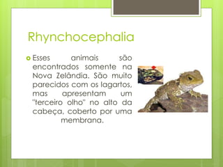 Rhynchocephalia
 Esses animais são
encontrados somente na
Nova Zelândia. São muito
parecidos com os lagartos,
mas apresentam um
"terceiro olho" no alto da
cabeça, coberto por uma
membrana.
 